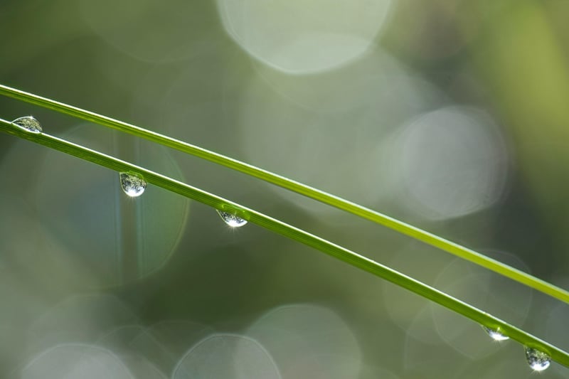 Druids of Dew