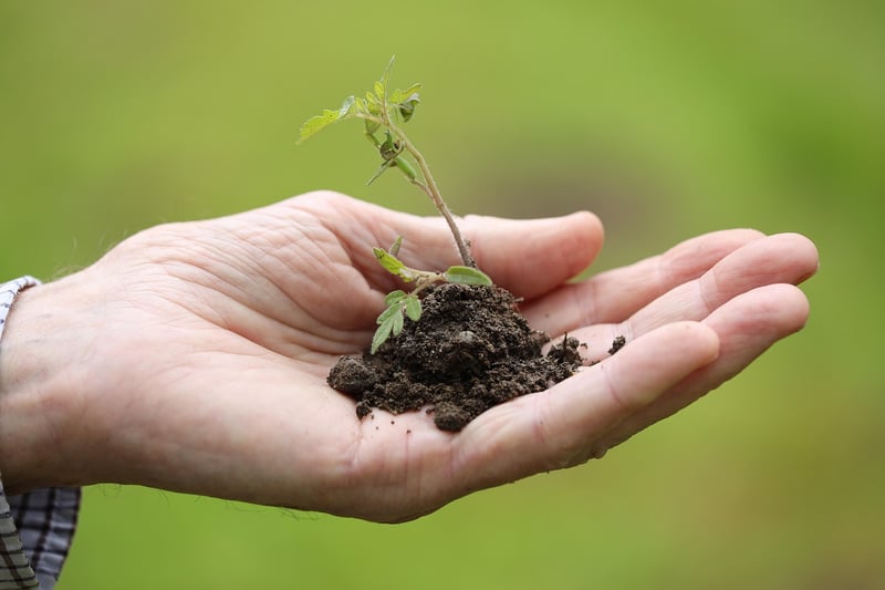 Mythical Plant Care