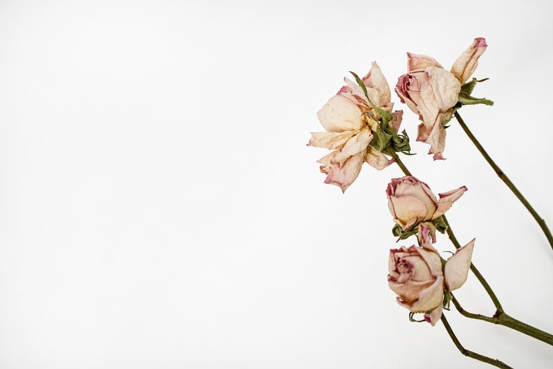 Pressed Flowers