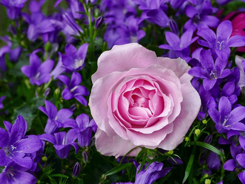 Enchanted Rose
