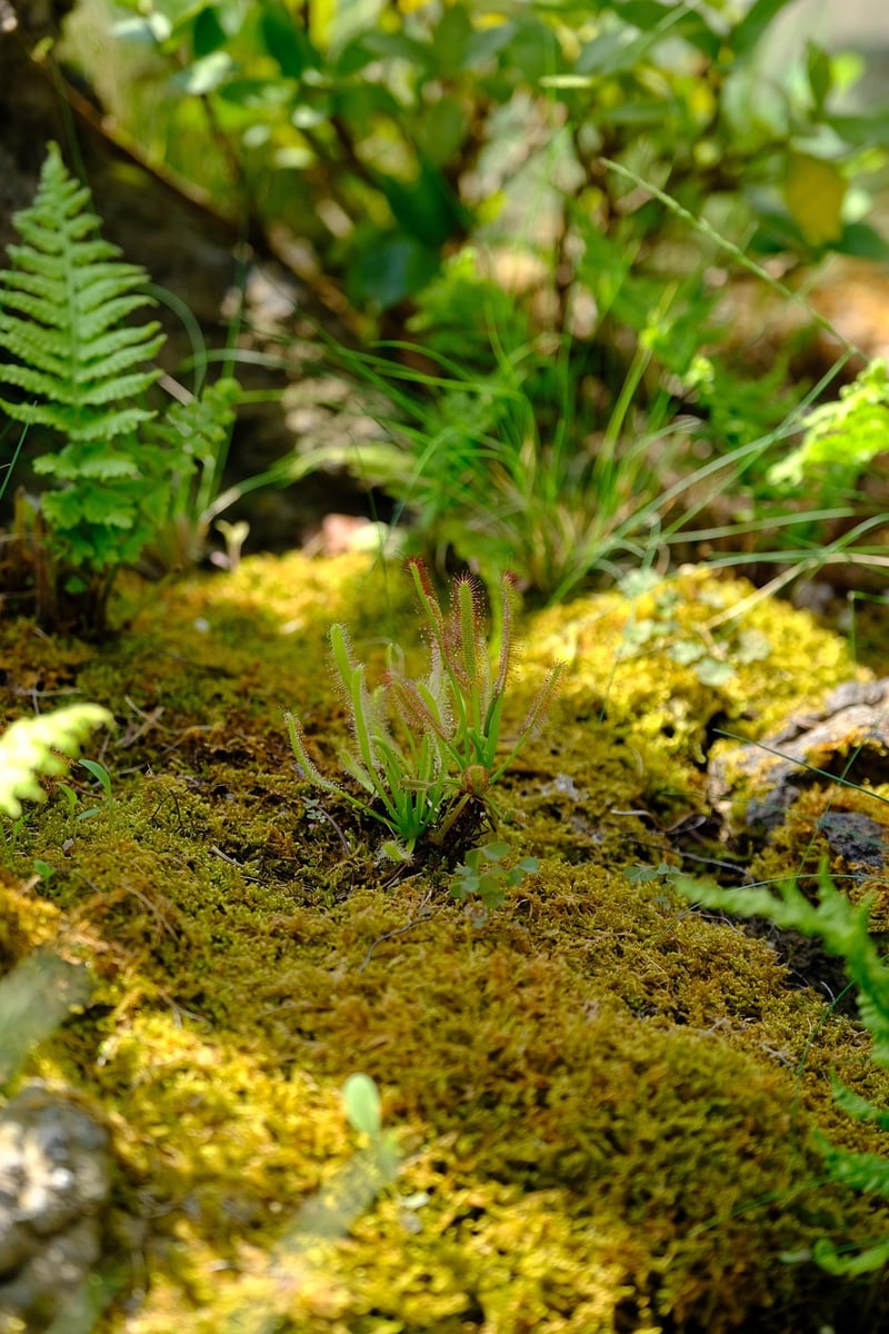 Enchanted Terrariums