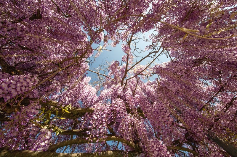 Wisteria Archway